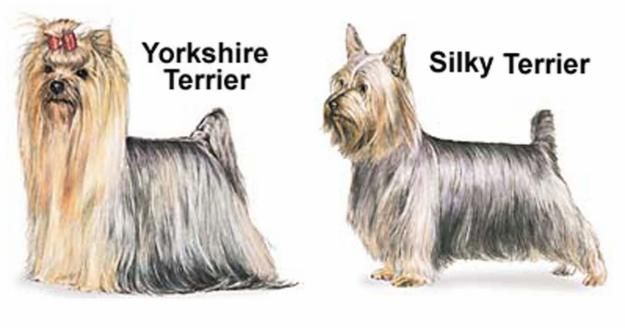 Yorkshire Terrier e Silky Terrier