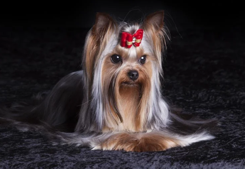 Yorkshire Terrier