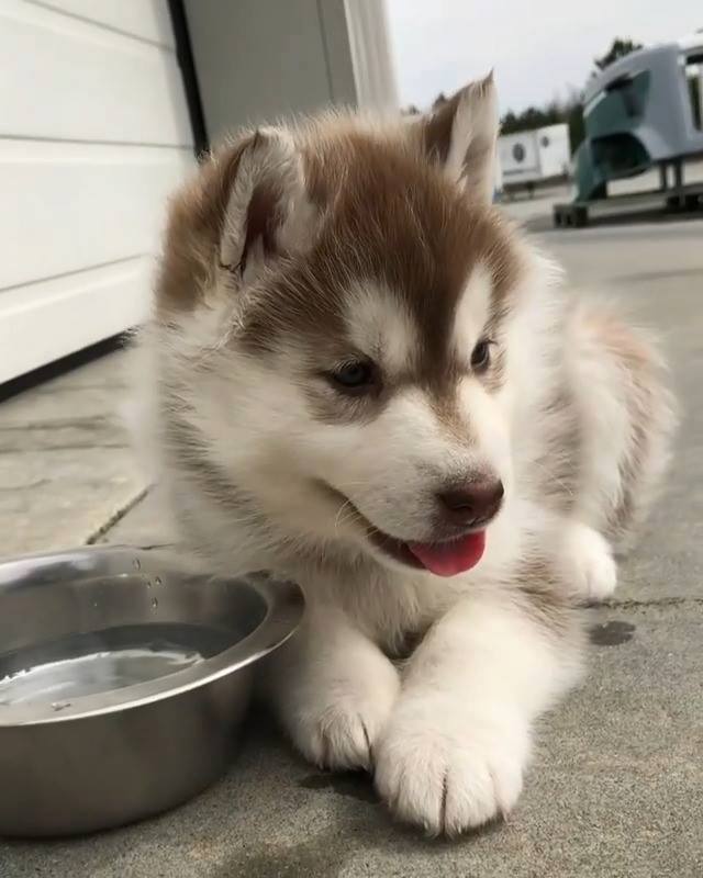 Husky Siberiano Bebendo Água