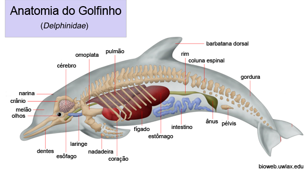 Órgãos dos Golfinhos