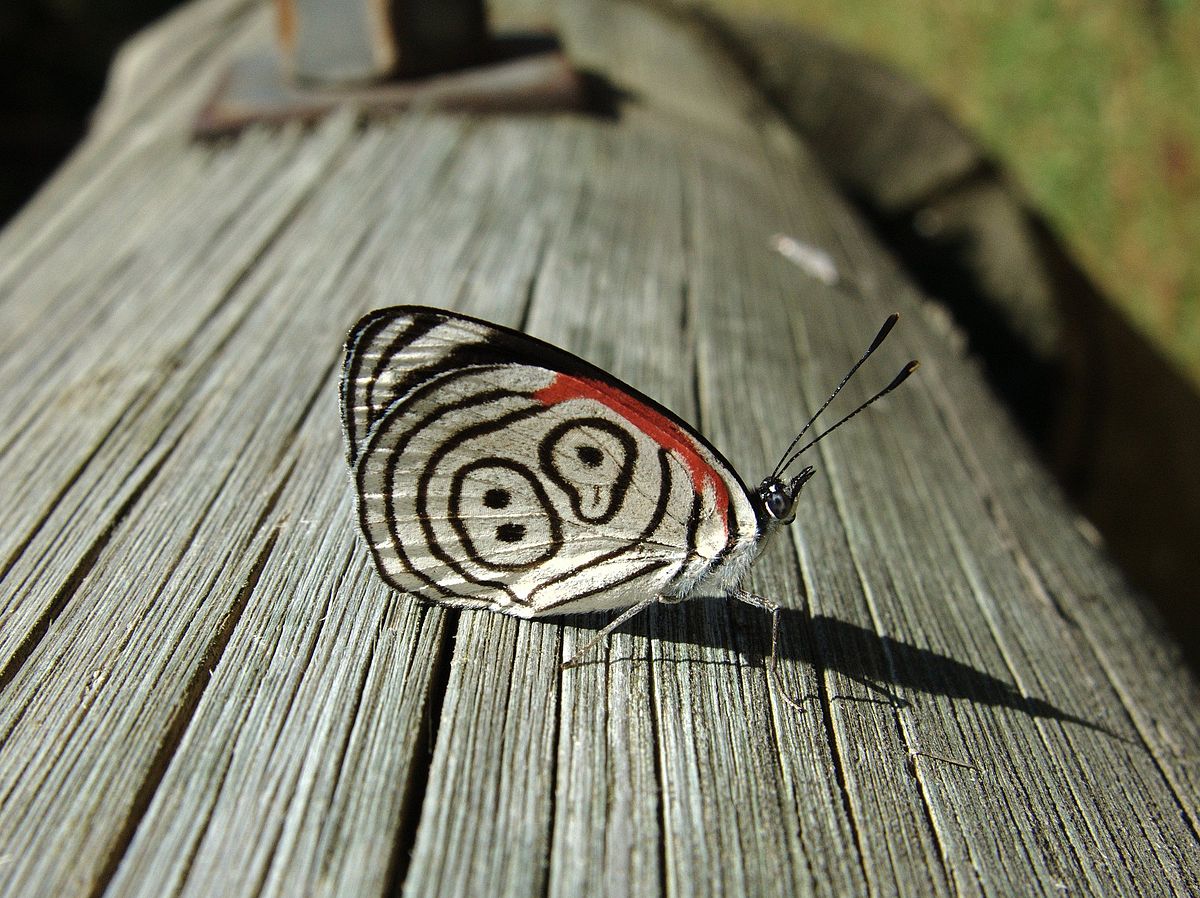 A Beleza da Borboleta 88