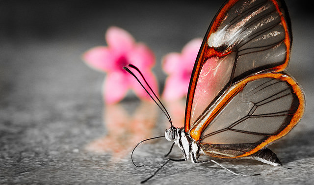 A Borboleta de Cristal