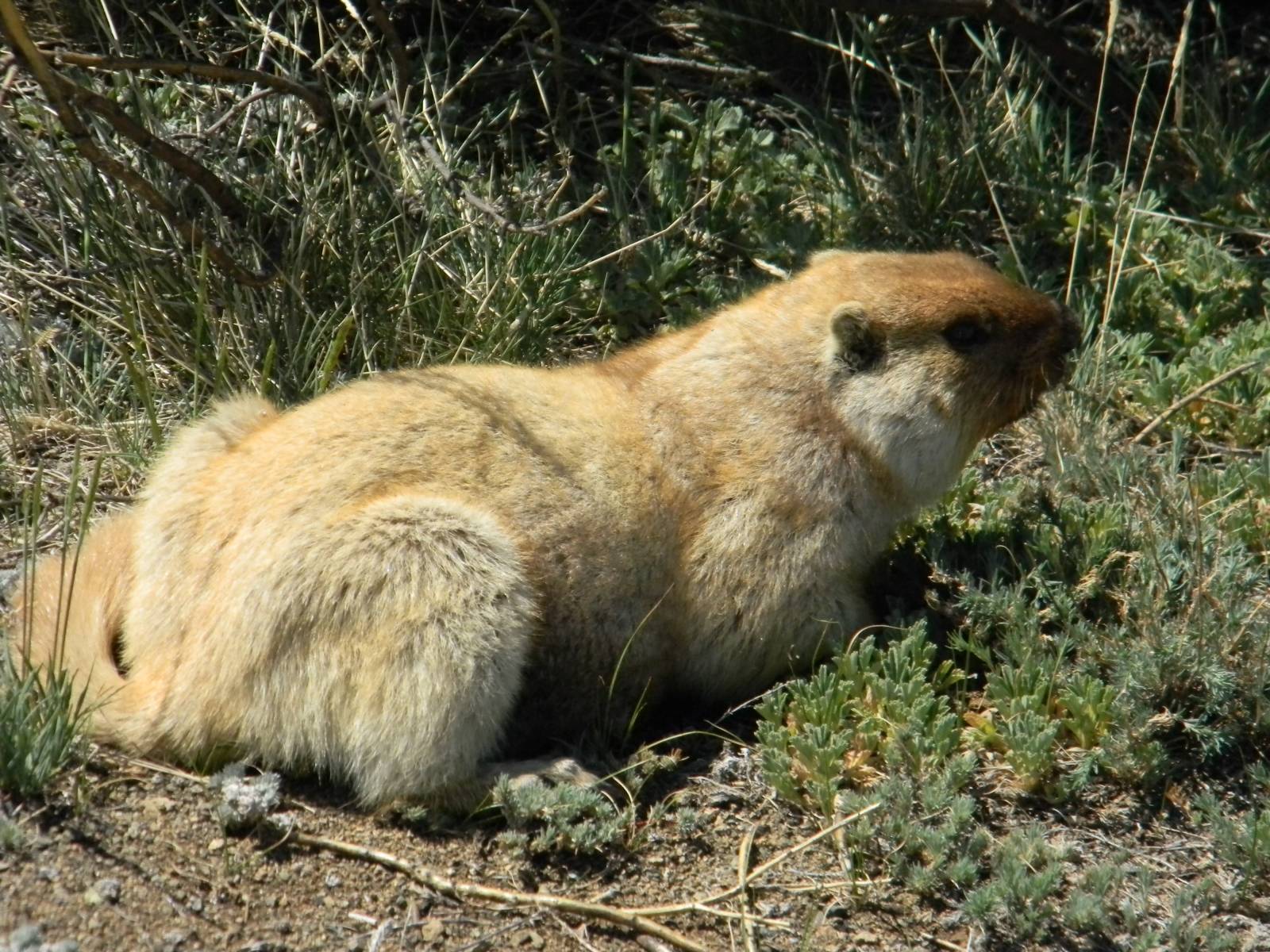 A Marmota Sibirica