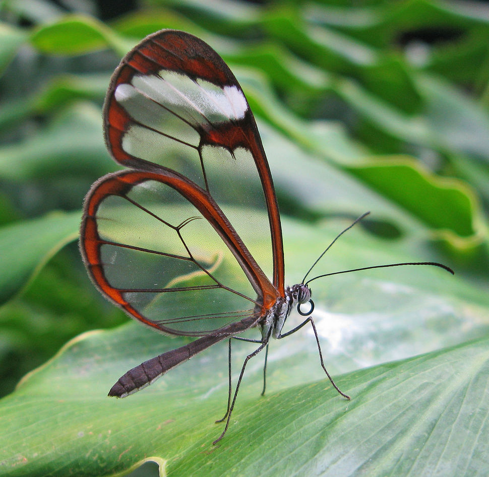 A Transparência e Camuflagem da Borboleta Greta Oto