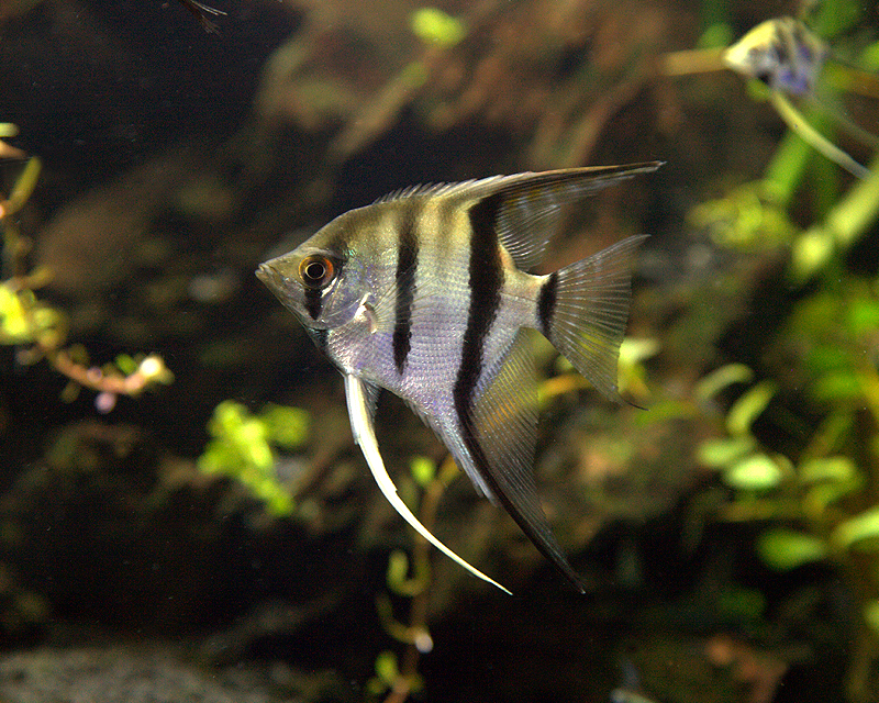 Qual pH Ideal Para o Peixe Acará Bandeira? E a Temperatura? | Mundo ...