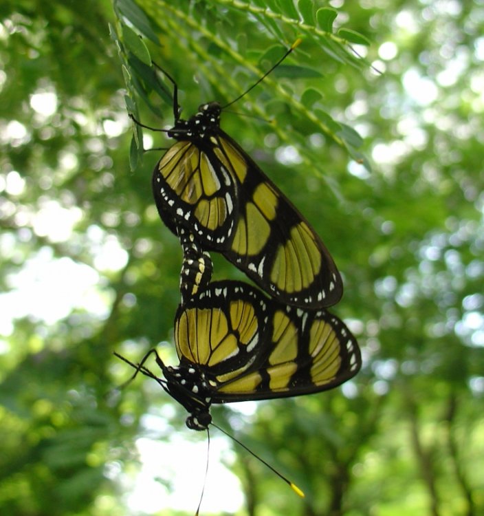 Acasalamento da Borboleta 