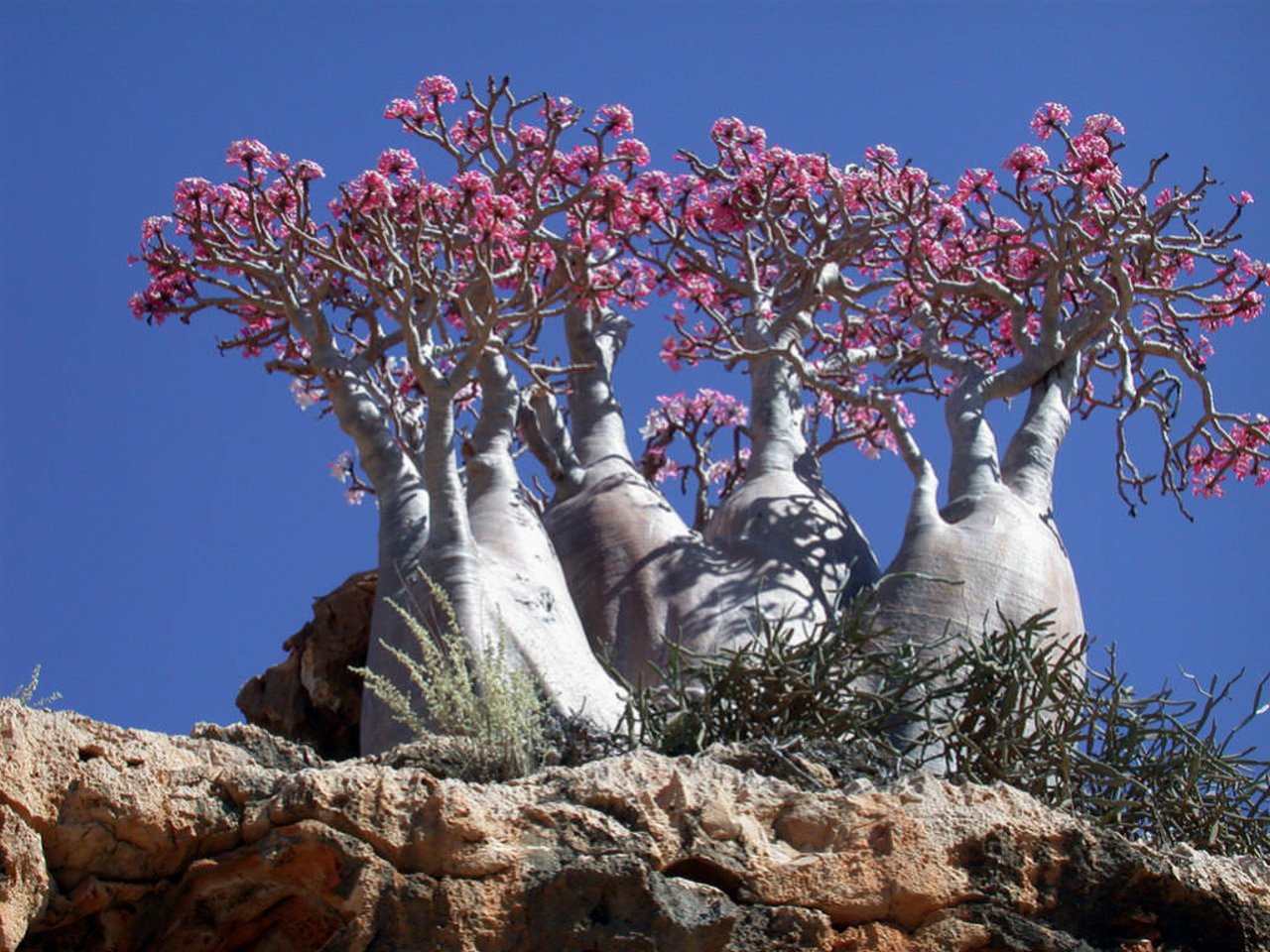 Adenium Socotranum