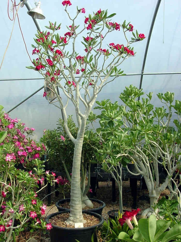 Adenium Somalense