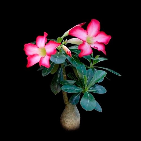 Adenium Multiflorum