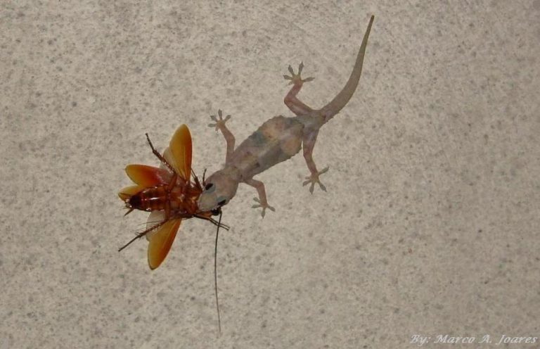 Lagartixa Doméstica Tropical: Características, Habitat e Fotos | Mundo ...