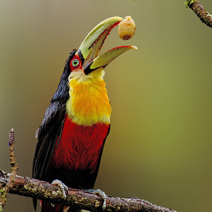 Alimentação do Tucano 