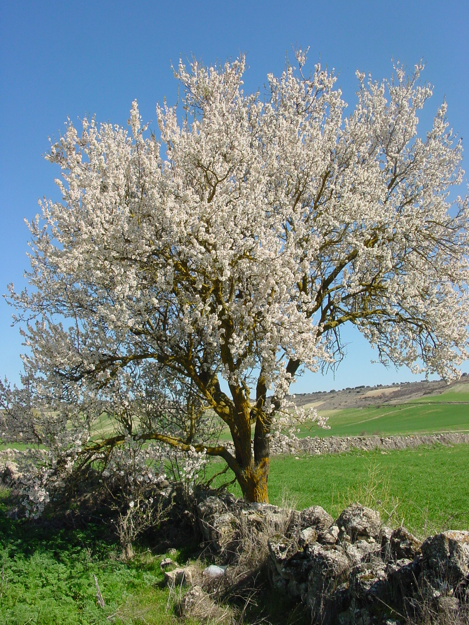 Amendoeira 