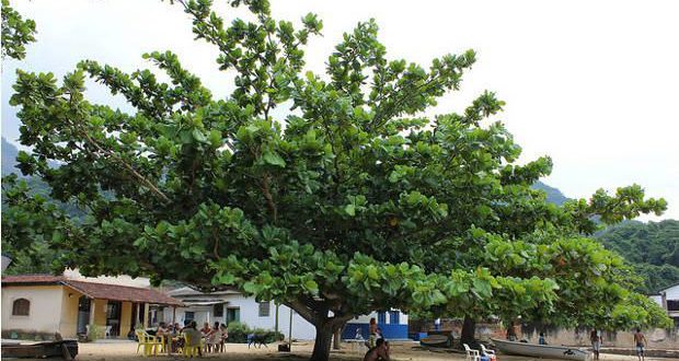 Amendoeira-da-Praia: Benefícios, Comprar, Fruto e Fotos | Mundo Ecologia