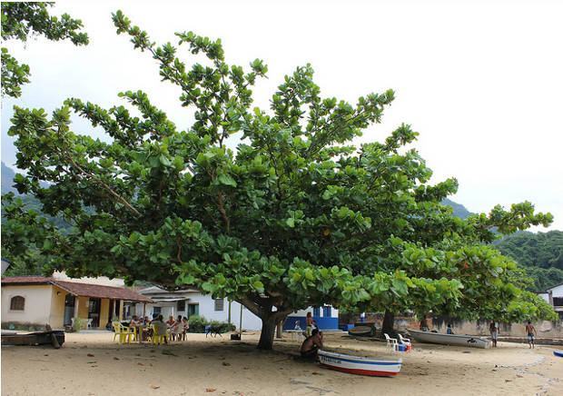 Amendoeira da Praia 