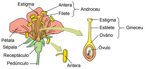 Angiospermas