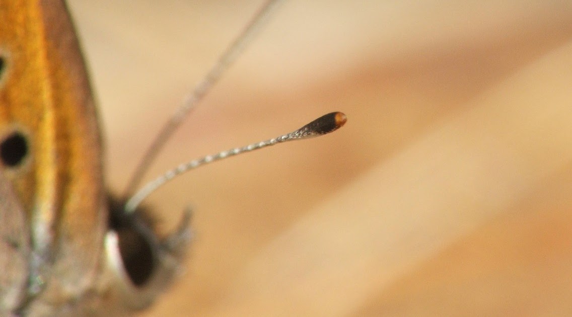 Antena da Borboleta