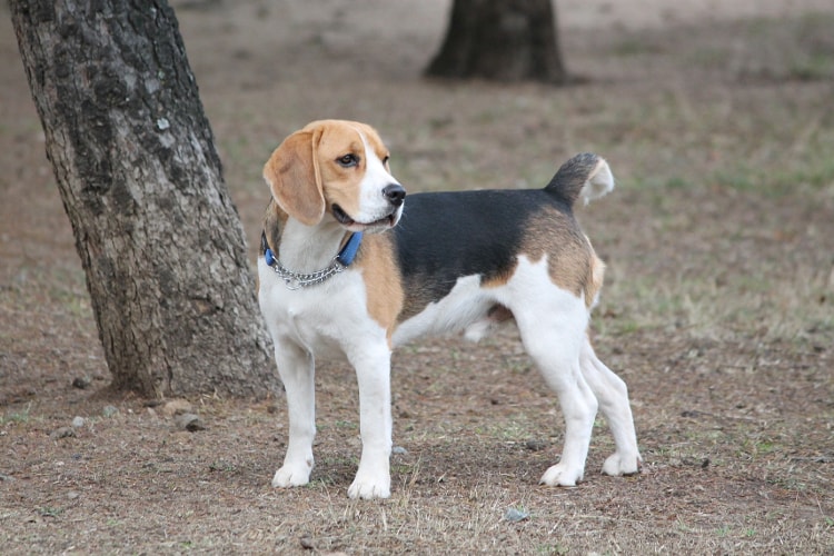 Antepassados do Beagle