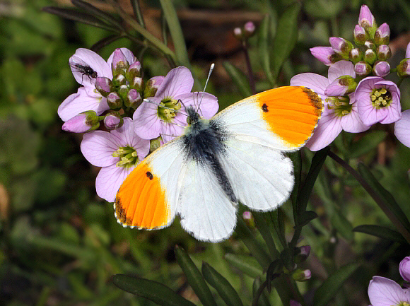 Anthocharis Cardamines