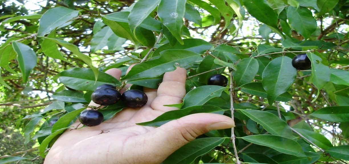 Apanhando Jambolão na Árvore 