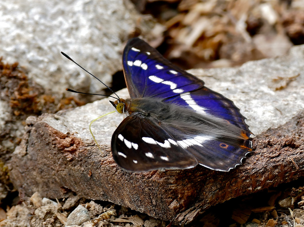 Borboleta Imperador Roxo: Características, Habitat e Fotos