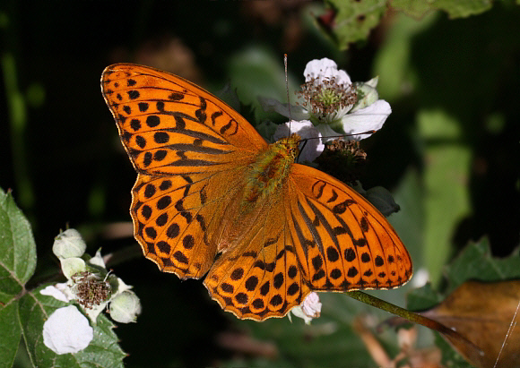 Argynnis Paphia