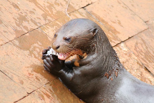 Ariranha Comendo Peixe 