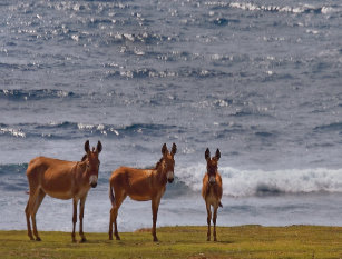 Asnos Selvagens na Beira da Praia 