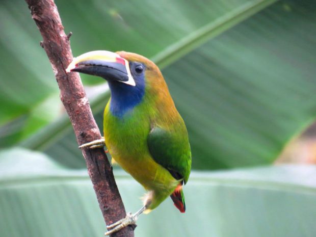 Aulacorhynchus caeruleogularis