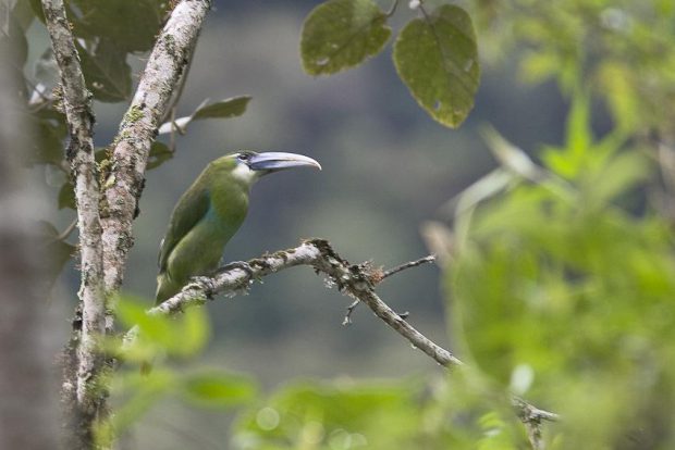 Aulacorhynchus coeruleicinctis