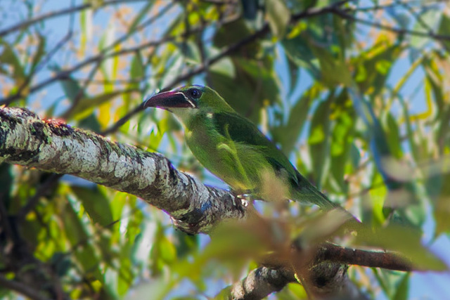 Aulacorhynchus whitelianus