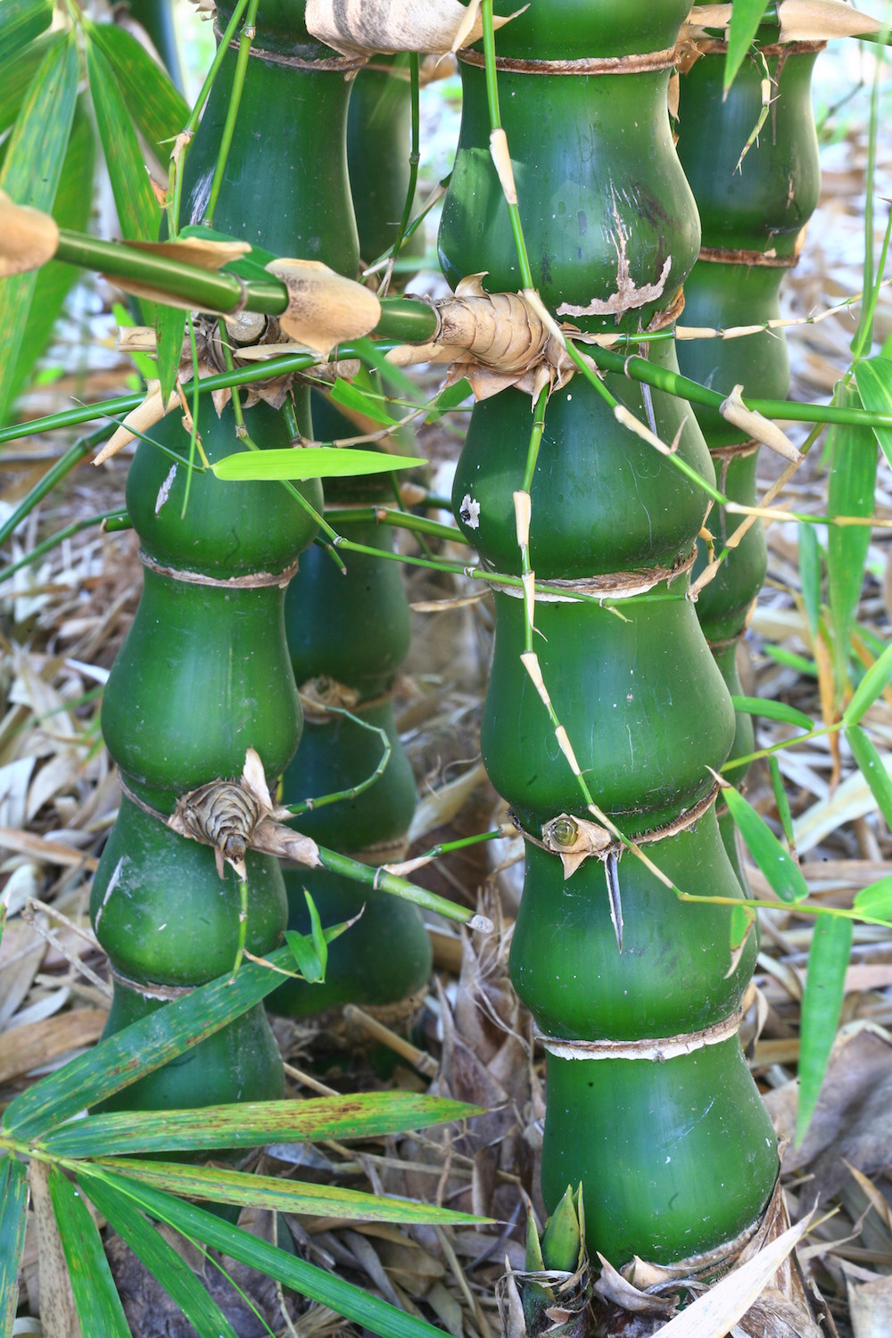 Bambu Barriga-de-Buda