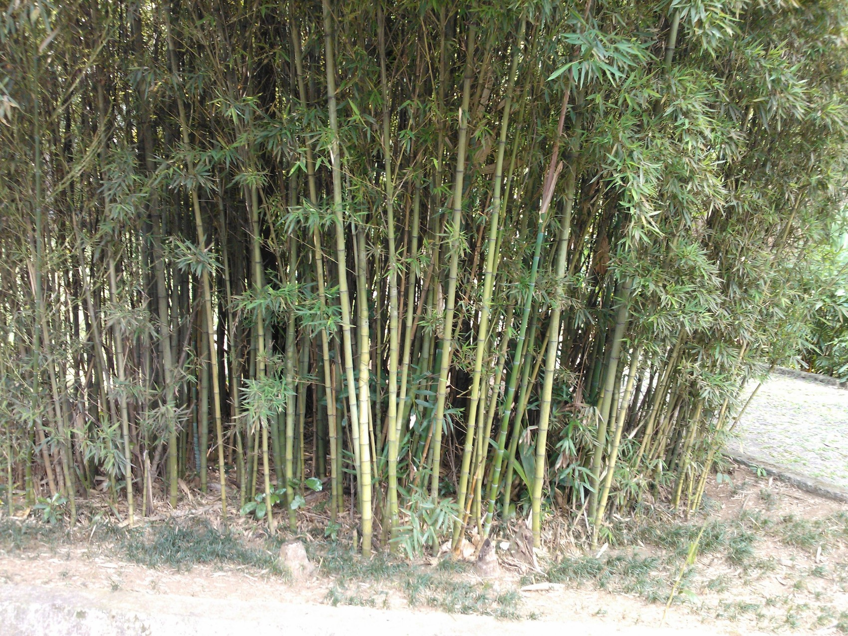 Bambu Cana-da-Índia (Phyllostachys aurea)