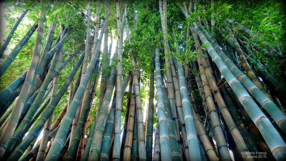 Bambu Gigante (Dendrocalamus giganteus)
