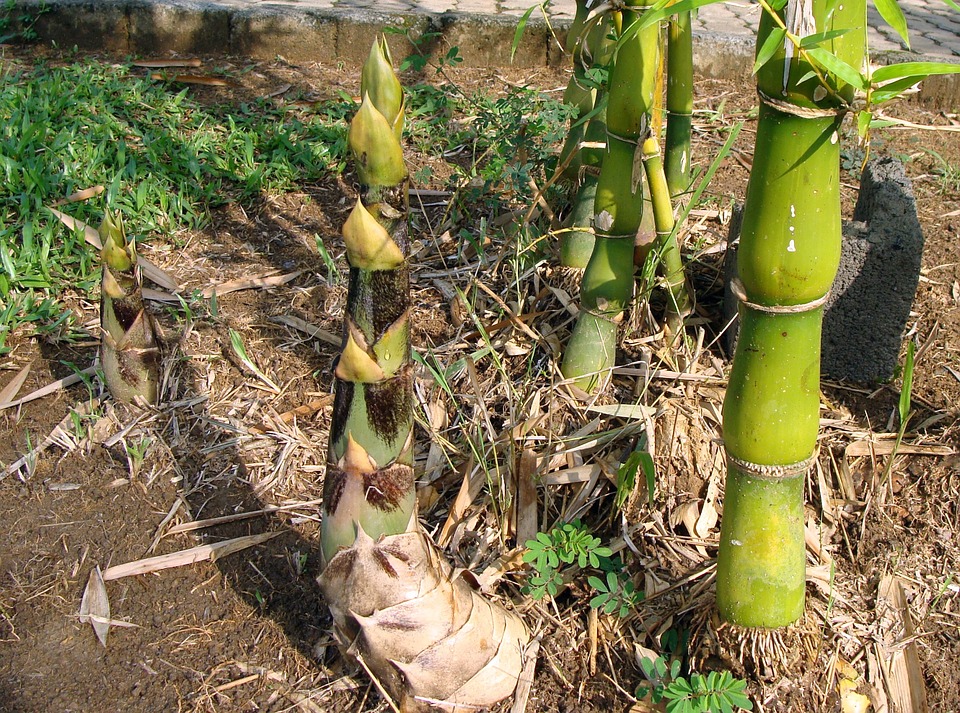 Bambu Gigante Áspero (Dendrocalamus aesper)