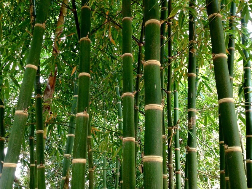 Bambu Guadua (Guadua augustifolia)