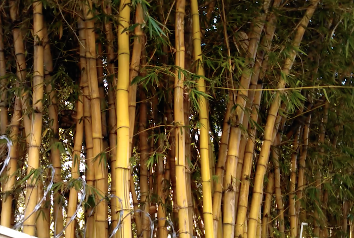 Bambu Imperial (Bambusa vulgaris)