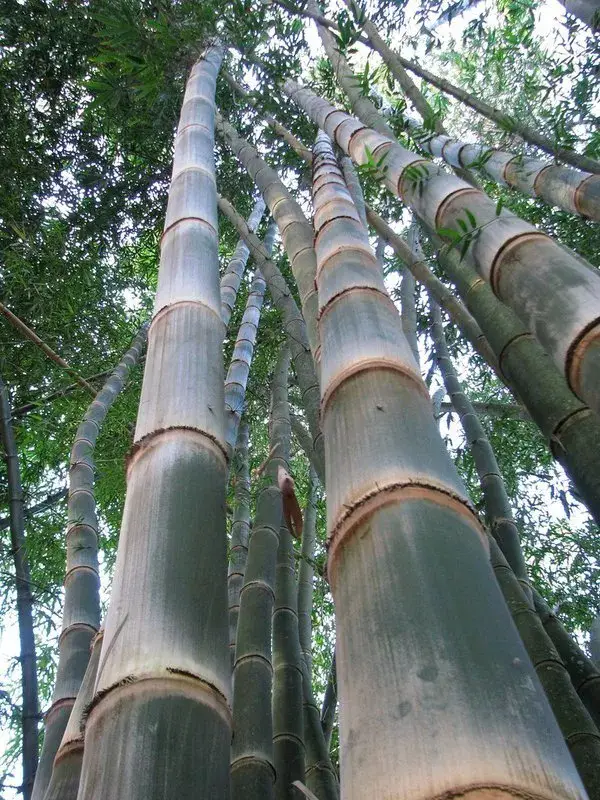 Bambu Maciço (Dendrocalamus strictus)