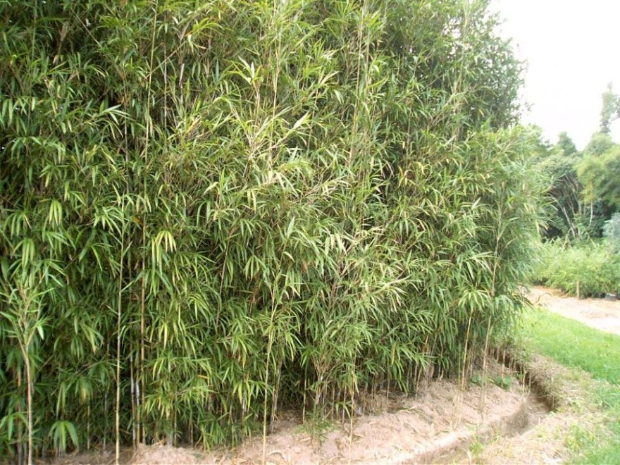 Bambu Metake (Bambusa metake)