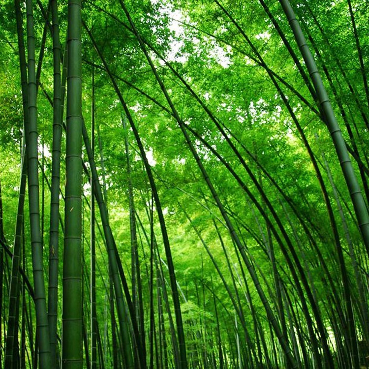 Bambu Mossô (Phyllostachys pubescens)