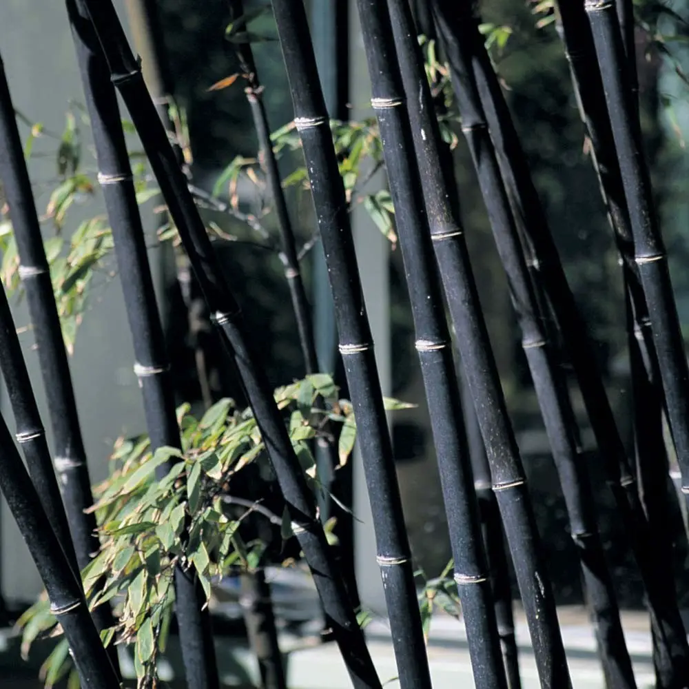 Bambu Negro (Phyllostachys nigra)