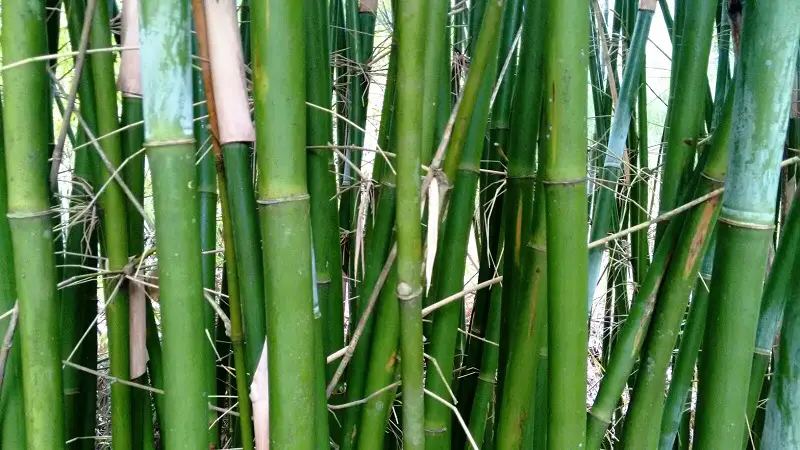 Bambu Taquara (Bambusa tuldoides)