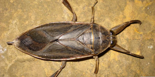 Barata D’Água: Como Matar, Características, Habitat e Fotos | Mundo ...
