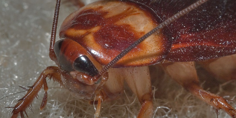 Barata Fotografada de Perto 