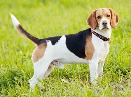 Comportamento do Beagle, Hábitos e Modo de Vida
