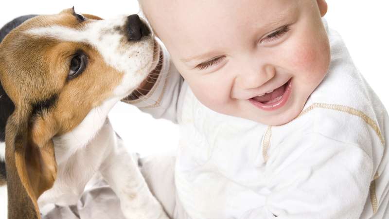 Beagle Brincando Com um Bebê 