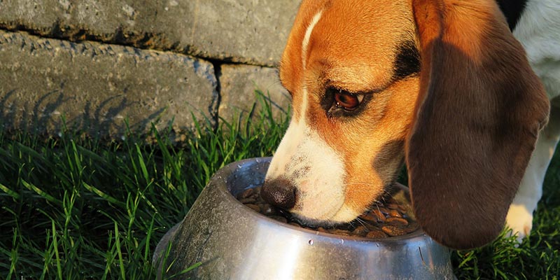 Beagle se Alimentando