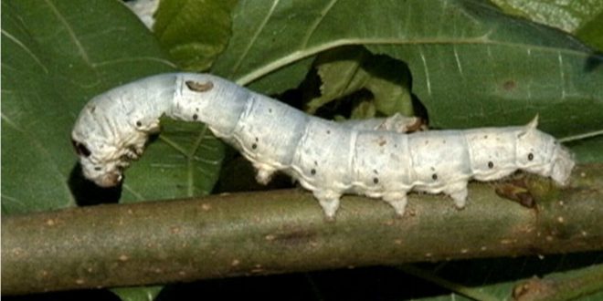 Como é o Desenvolvimento do Bicho da Seda? | Mundo Ecologia