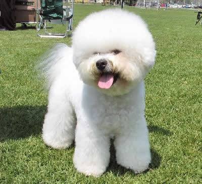 Diferenças do Poodle para o Bichon Frisé e o Bolonhês?