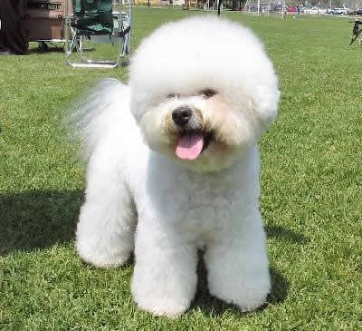 Bichon Frisé