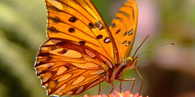 Habitat da Borboleta: Onde Elas Vivem? | Mundo Ecologia